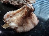 Merulius tremellosus image