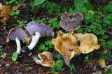 Tricholosporum porphyrophyllum image