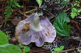 Tricholosporum porphyrophyllum image