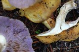 Tricholosporum porphyrophyllum image