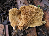 Tapinella panuoides image