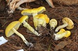 Floccularia luteovirens image