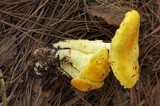 Floccularia luteovirens image