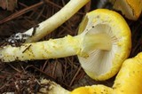 Floccularia luteovirens image