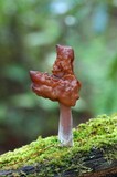 Gyromitra infula image