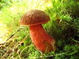 Boletus luridiformis image