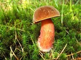 Boletus luridiformis image