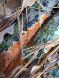 Steccherinum ochraceum image
