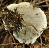 Phellodon melaleucus image