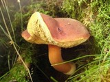 Boletus badius image