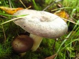 Russula cyanoxantha image