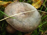 Russula cyanoxantha image