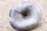 Omphalotus mexicanus image