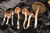 Inocybe cinnamomea image
