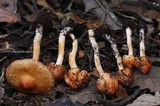Inocybe cinnamomea image