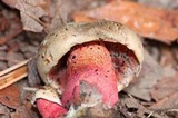 Caloboletus firmus image