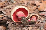 Caloboletus firmus image