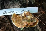Gloeoporus dichrous image