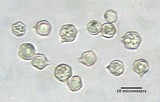 Entoloma bloxamii image