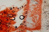 Entoloma bloxamii image