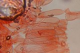 Entoloma bloxamii image