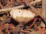 Tarzetta cupularis image