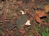 Tarzetta cupularis image