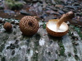 Leucopholiota decorosa image