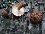 Leucopholiota decorosa image