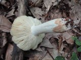 Russula vinacea image
