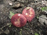 Russula vinacea image