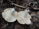Russula vinacea image