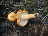 Tricholoma aurantium image