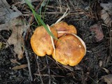 Tricholoma aurantium image
