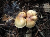 Tricholoma fulvum image
