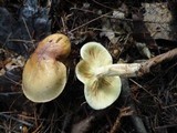 Tricholoma fulvum image