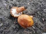 Tricholoma aurantium image