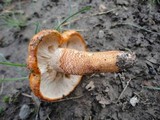 Tricholoma aurantium image