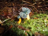 Leotia viscosa image