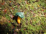 Leotia viscosa image