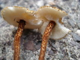 Crinipellis zonata image