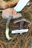 Entoloma bloxamii image