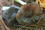 Entoloma bloxamii image