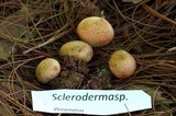 Scleroderma verrucosum image
