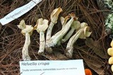 Helvella crispa image