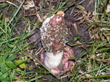 Phallus hadriani image
