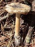 Amanita dulciarii image