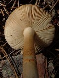 Amanita dulciarii image
