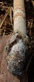 Amanita dulciarii image