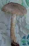 Amanita morrisii image